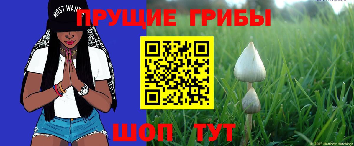 Пыть-Ях  Псилоцибиновые грибы GOLDEN TEACHER  Вход с VPN 